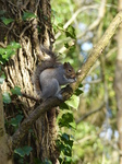 FZ004180 Grey squirrel eating nut.jpg